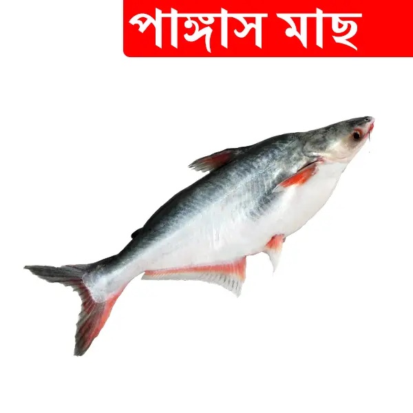 1kg +/- Pangash Fish