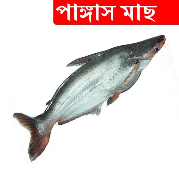 2kg +/- Pangash Fish