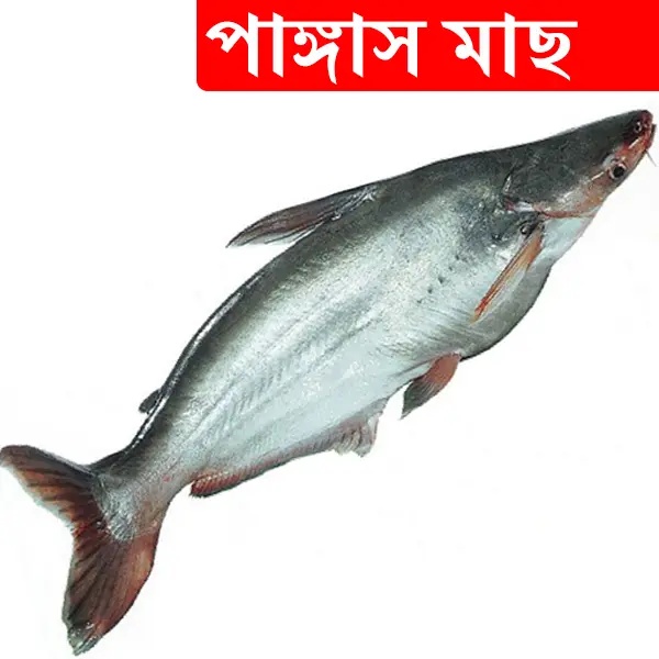 3kg +/- Pangash Fish