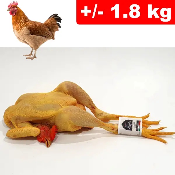 Gallina Con Testa e Zampe +/- 1.8kg