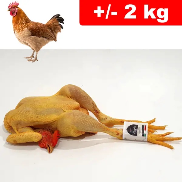 Gallina Con Testa e Zampe +/- 2kg