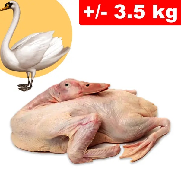 Cigno/Swan Testa e Zampe +/- 3.5kg