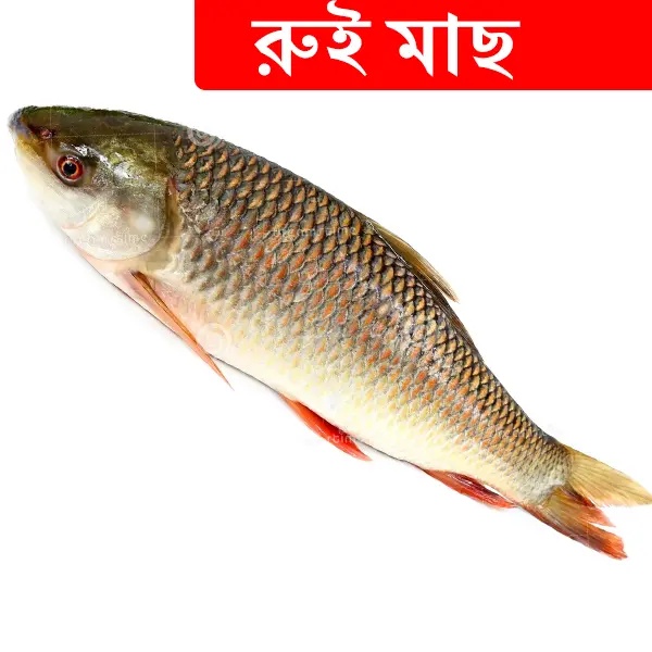 3.8kg +/- Ruhi Fish