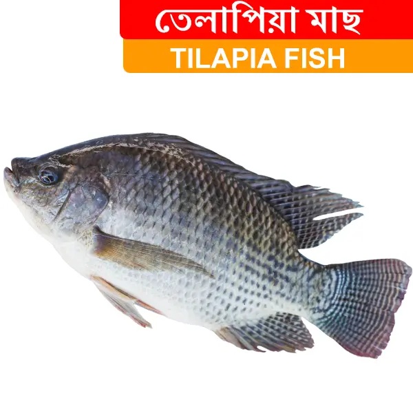 1kg +/- Tilapia fish