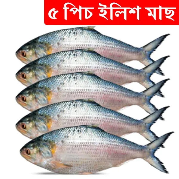 5pcs Hilsa Fish