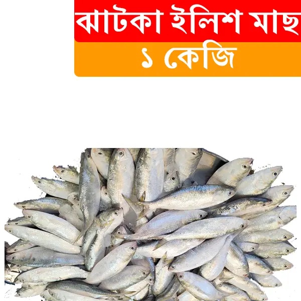 1kg Jatka Hilsa Fish