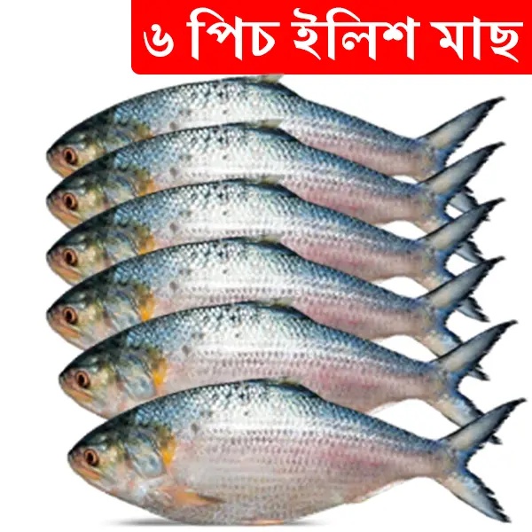 6 pcs Hilsa Fish