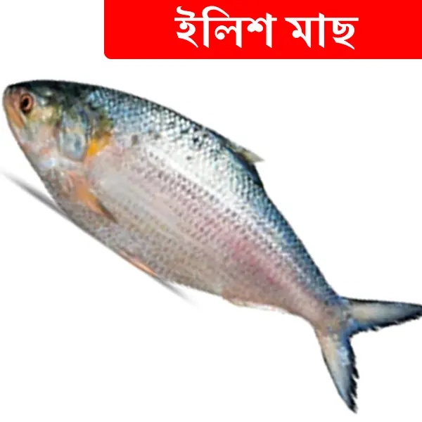 350gr +/- Hilsa Fish