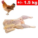 Gallina Intero +/- 1.5kg