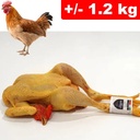 Gallina Con Testa e Zampe +/- 1.2kg