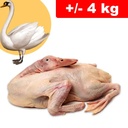 Cigno/Swan Testa e Zampe +/- 4kg