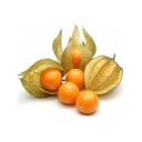 Physalis