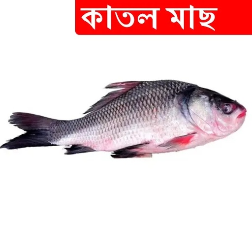 2.5kg +/- Katal Fish