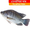 800gr +/- Tilapia fish