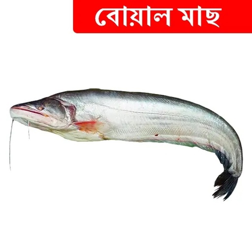 2kg +/- Boal Fish