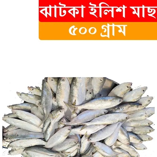 500gr Jatka Hilsa Fish