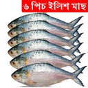 6 pcs Hilsa Fish