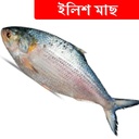 900gr +/- Hilsa Fish